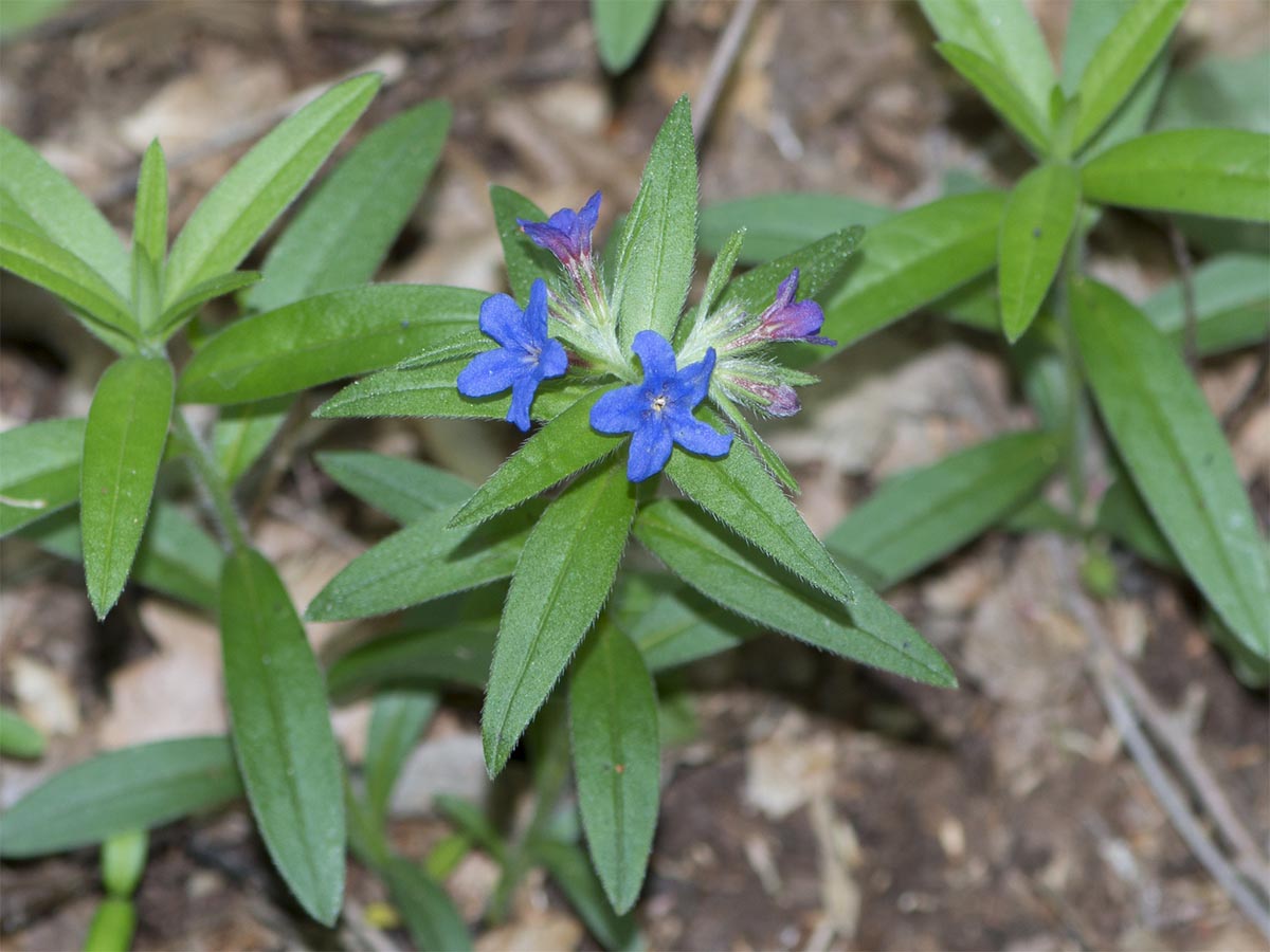 Habitus